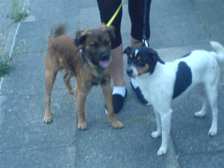 Blanding af racer Jack (græsk hund) billede 14