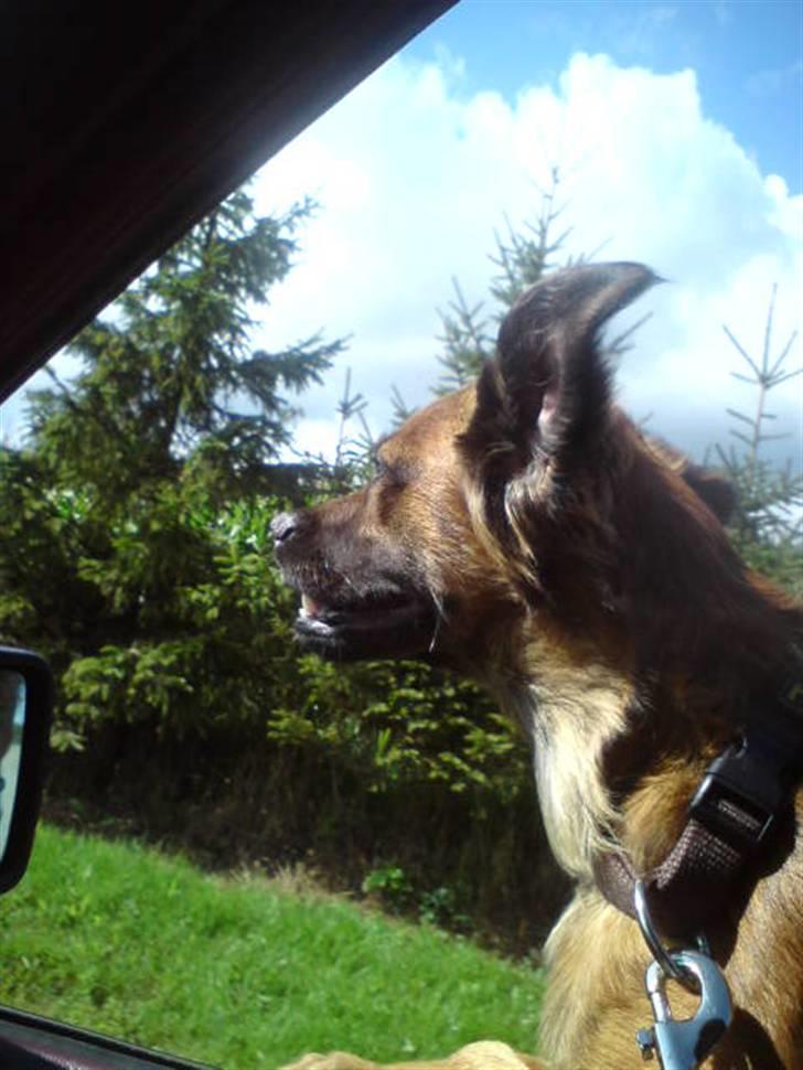 Blanding af racer Jack (græsk hund) billede 16