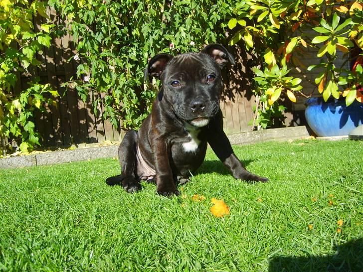 Staffordshire bull terrier AngelicStaff Magic Mollie billede 17