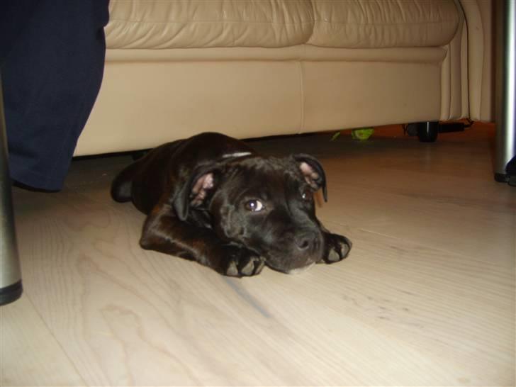 Staffordshire bull terrier AngelicStaff Magic Mollie billede 18