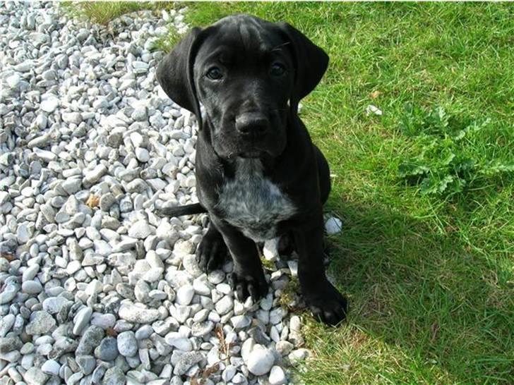 Blanding af racer Zola billede 8