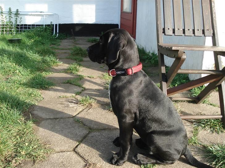 Blanding af racer Zola billede 9