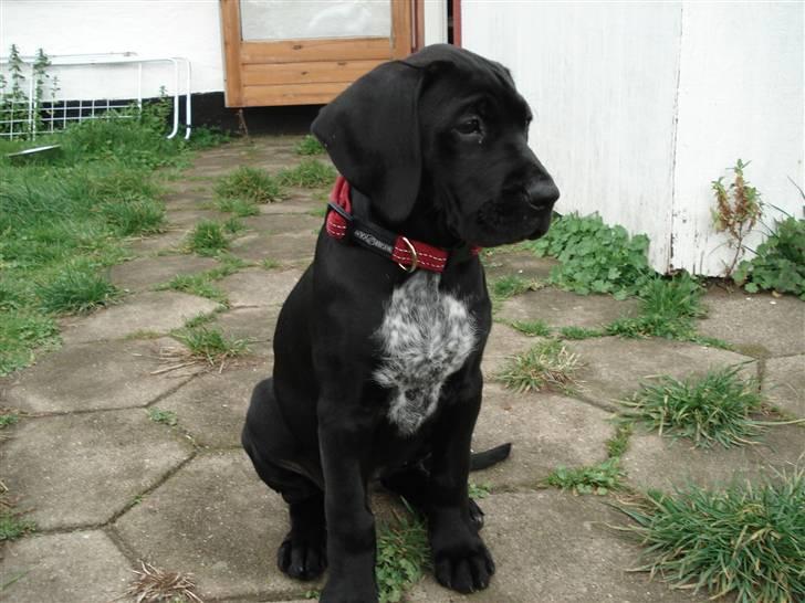 Blanding af racer Zola billede 10