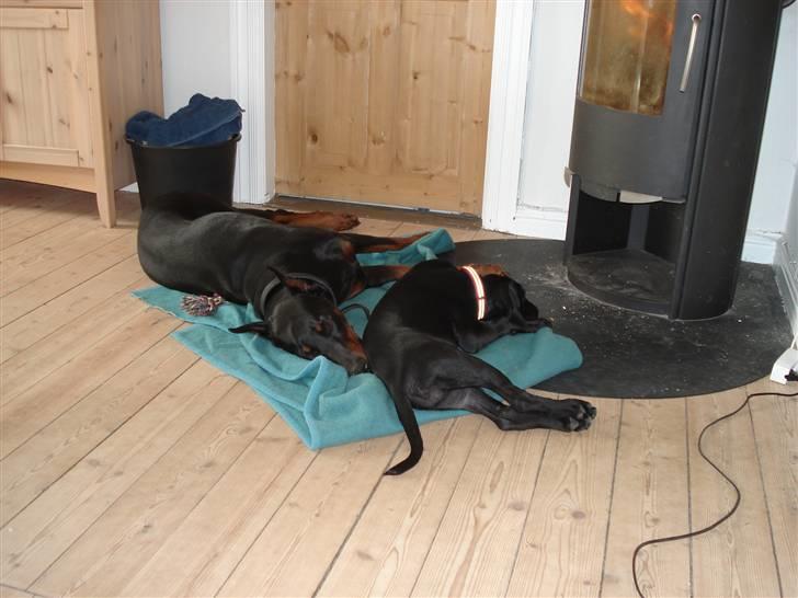 Blanding af racer Zola billede 11