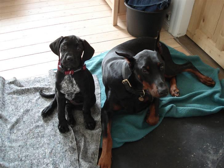 Blanding af racer Zola billede 12