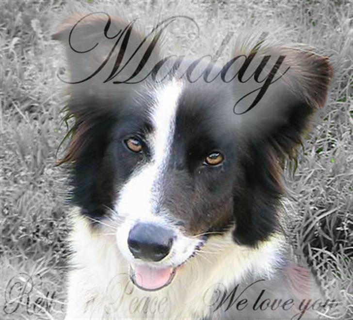 Border collie Maddy † RIP † - Lavet af ^¨*Laika&MacQueen*¨^< 3, mange tak billede 12