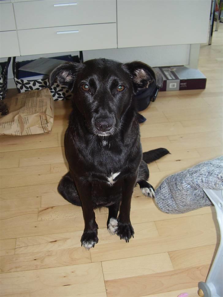 Blanding af racer Lucky - min dejlige lille putte hund billede 1