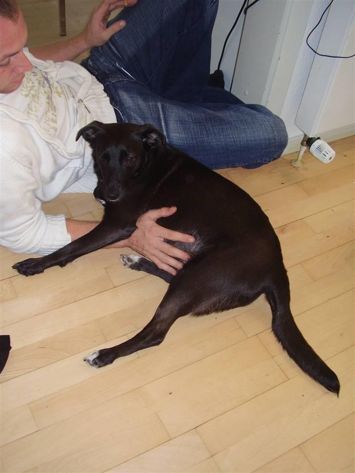 Blanding af racer Lucky - hun er en rigtig lille kælepot billede 2