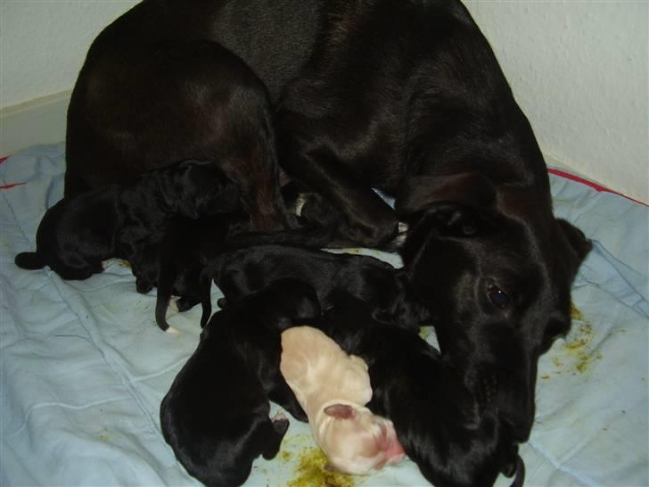 Blanding af racer Lucky - her er hun sammen med sine 6 hvalpe billede 3