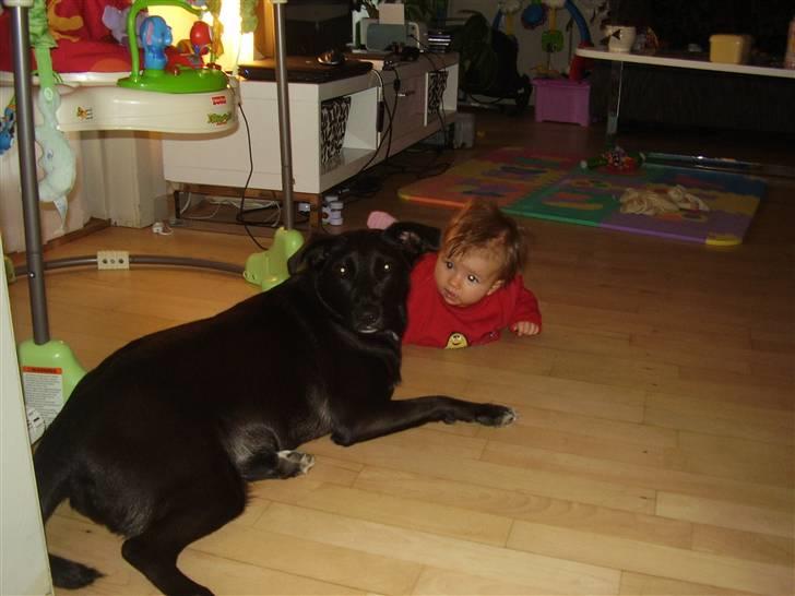 Blanding af racer Lucky - her ligger hun og passer på at lille Maggie ikke laver ulykker SS billede 4