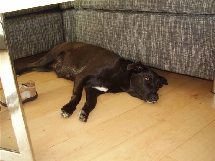 Blanding af racer Lucky - dette er en af de sidste dage inden fødslen billede 5