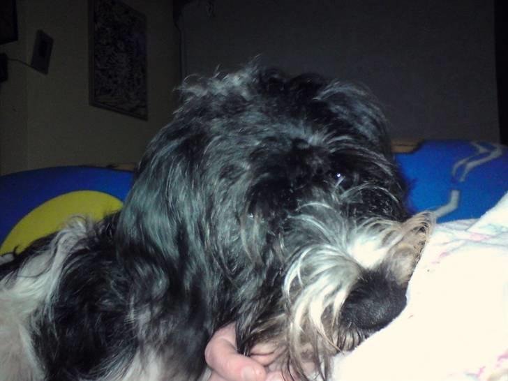 Tibetansk terrier basil - nu vil jeg kæle lidt billede 6