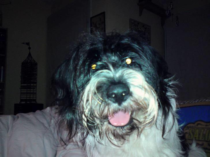 Tibetansk terrier basil - er jeg ikke sød billede 7