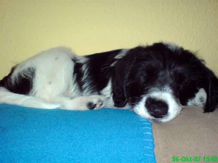Tibetansk terrier basil - tager mig lige en slapper billede 8