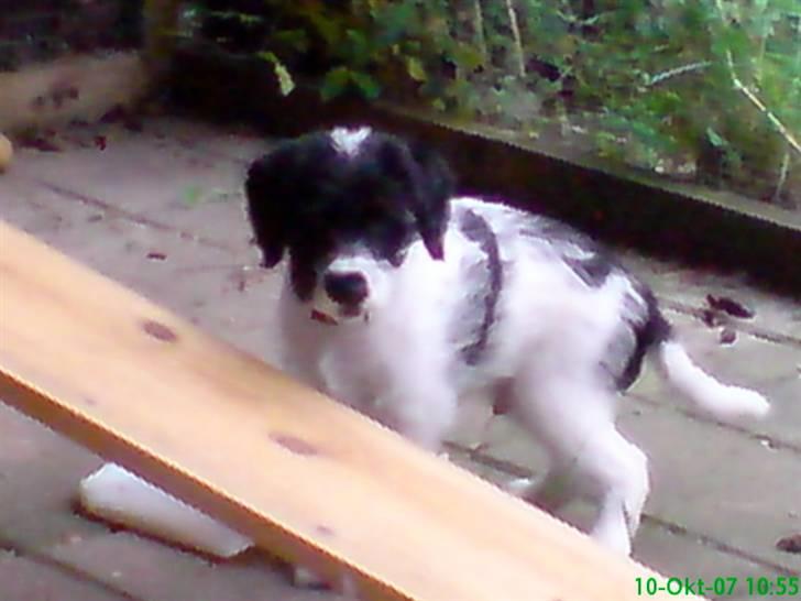 Tibetansk terrier basil - hjælper min ejer med at lave en legeplads til mig billede 9