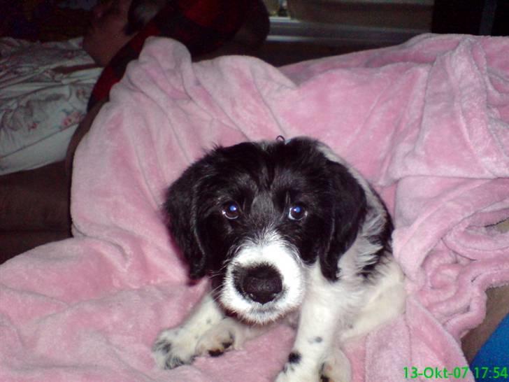 Tibetansk terrier basil - kom bare an hvis i tør billede 10