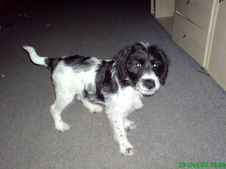 Tibetansk terrier basil - synes selv jeg er lækker billede 11