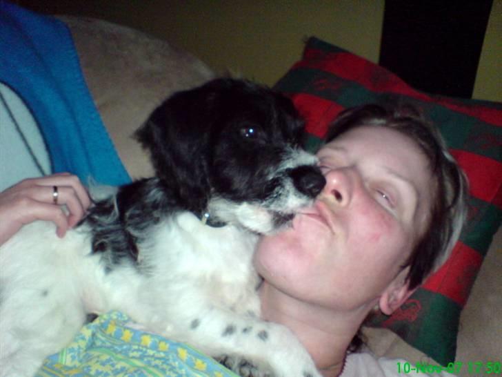 Tibetansk terrier basil - jeg elsker at kysse min ejer billede 12