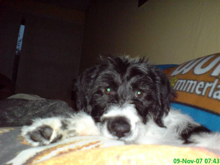 Tibetansk terrier basil - jeg er helt færdig pu ha billede 13