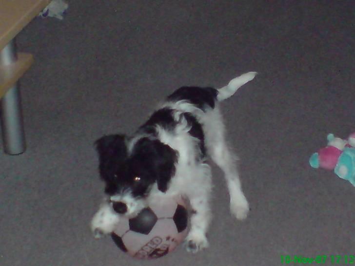 Tibetansk terrier basil - dette er mit bedste legetøj billede 14