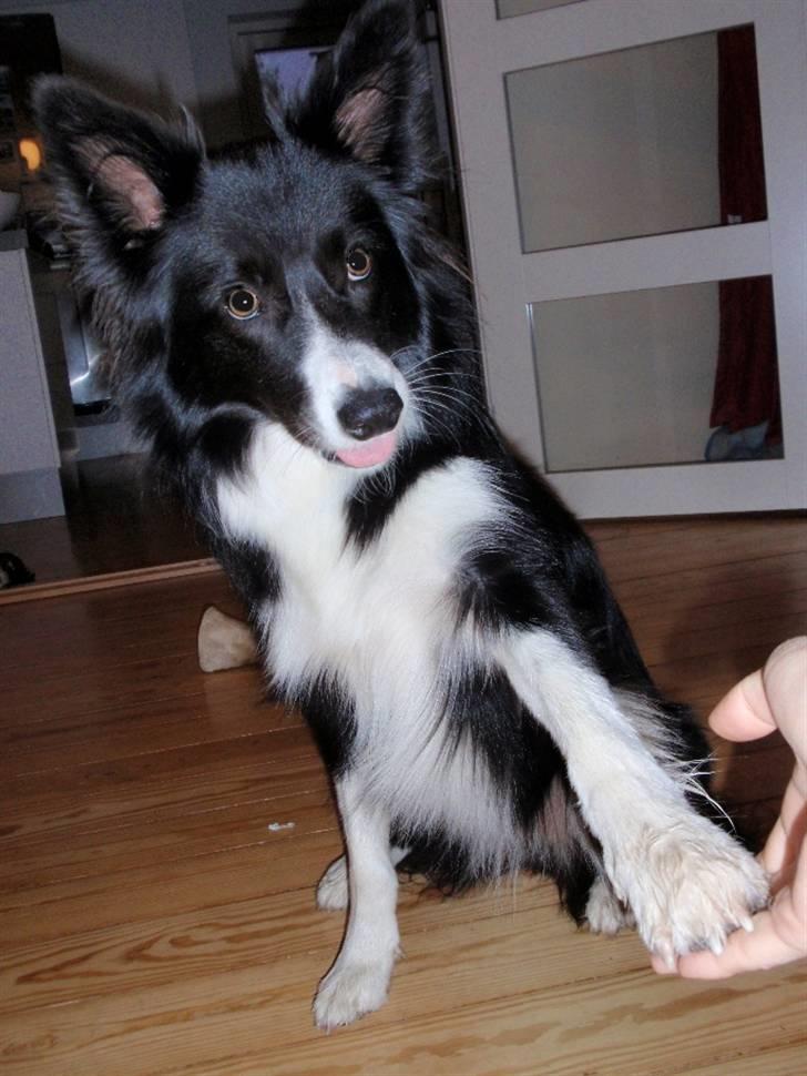 Border collie Molly billede 6