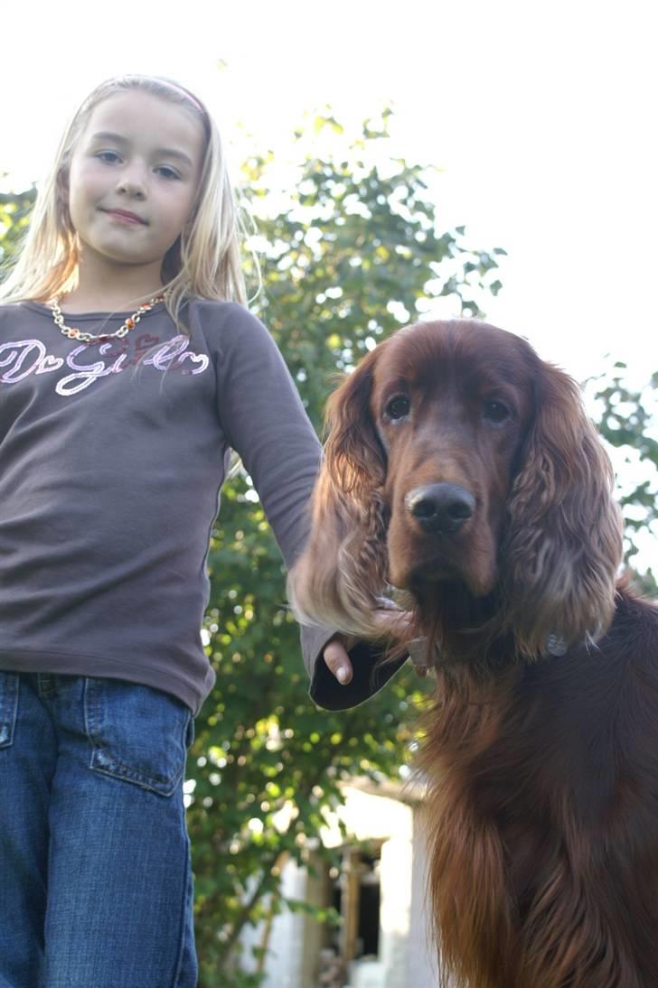 Irsk setter Apollo - vores engel  billede 13