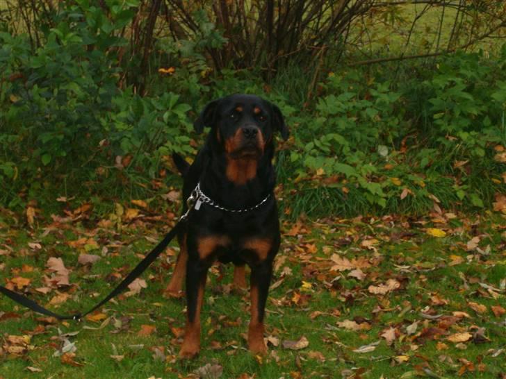 Rottweiler pixi billede 19