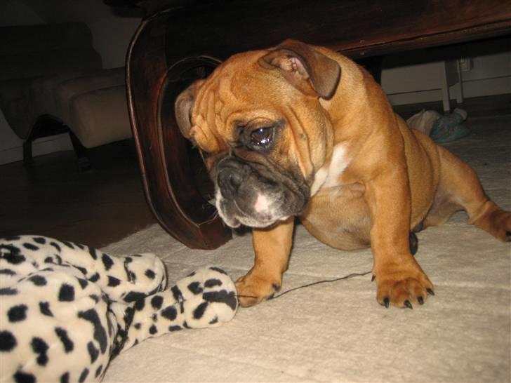 Engelsk bulldog Carlos - hmm... billede 6