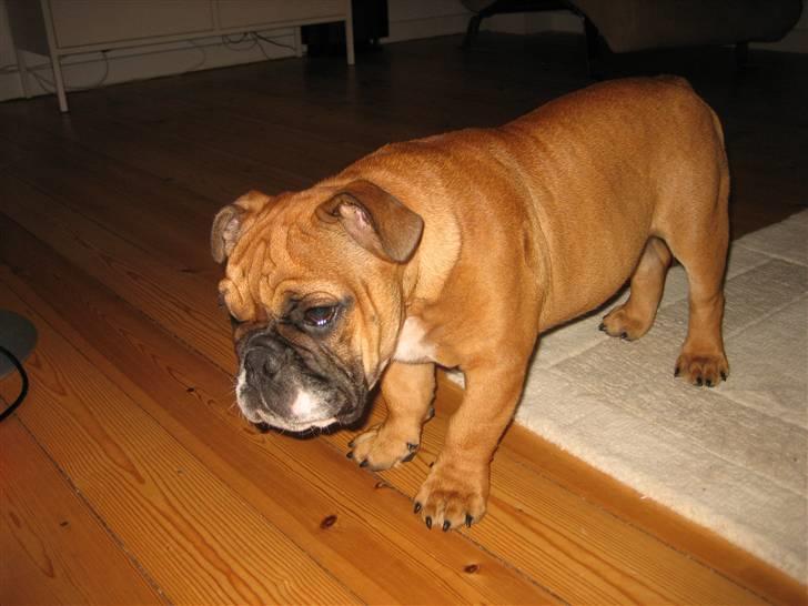 Engelsk bulldog Carlos - hva nu.. billede 7