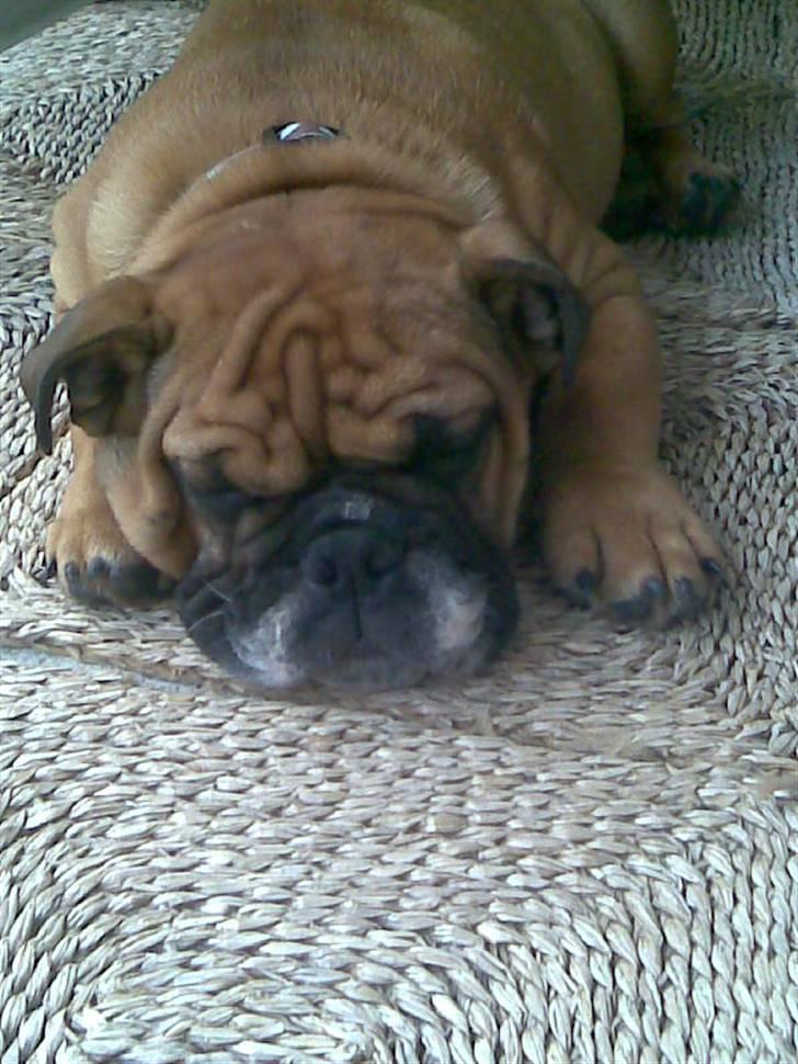 Engelsk bulldog Carlos - dejligt med en slapper billede 8