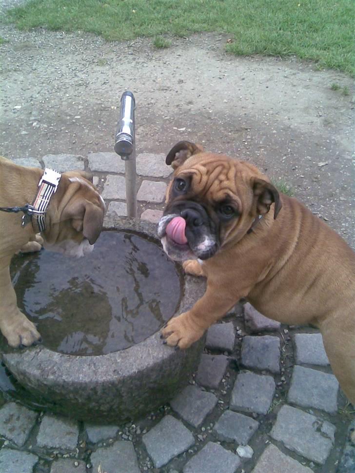 Engelsk bulldog Carlos - uhm... billede 9