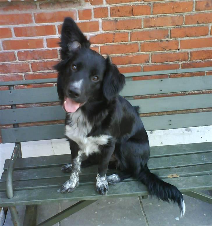 Blanding af racer Lunte billede 1