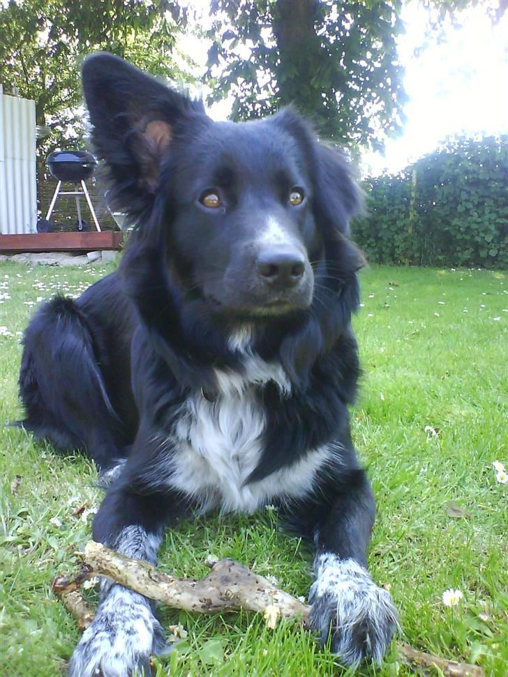 Blanding af racer Lunte billede 2