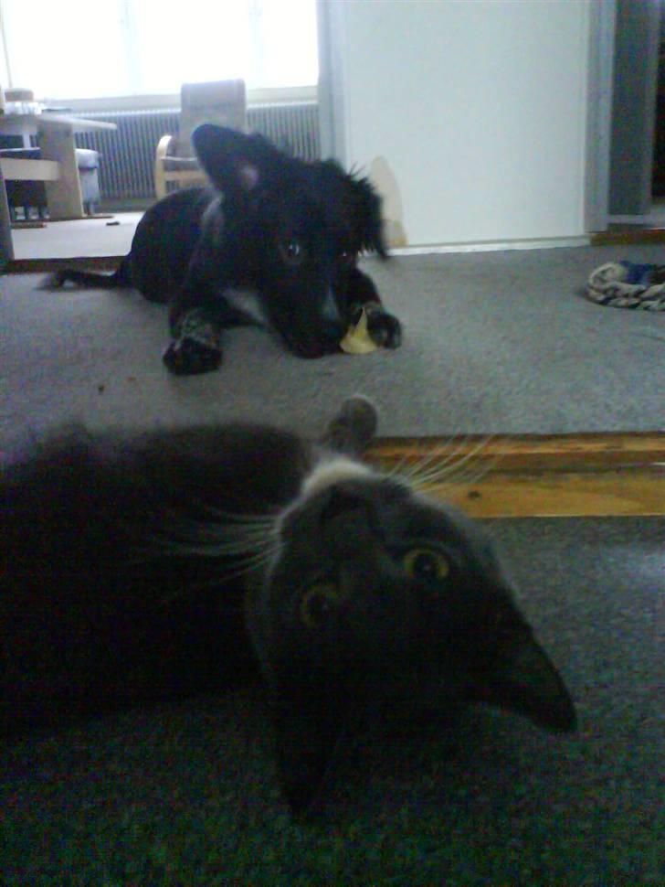 Blanding af racer Lunte billede 4