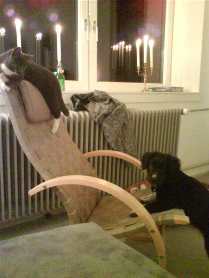 Blanding af racer Lunte billede 5