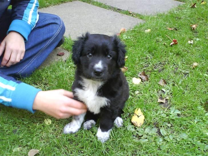 Blanding af racer Lunte billede 7