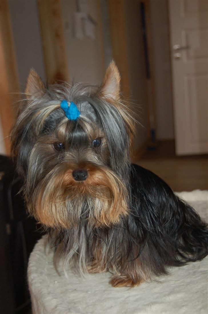 Yorkshire terrier Totte - Totte som 9 mdr gammel billede 9