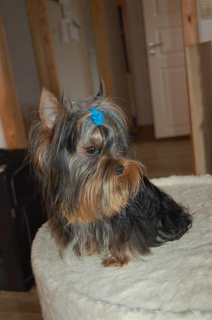Yorkshire terrier Totte - Totte som 9 mdr gammel billede 10