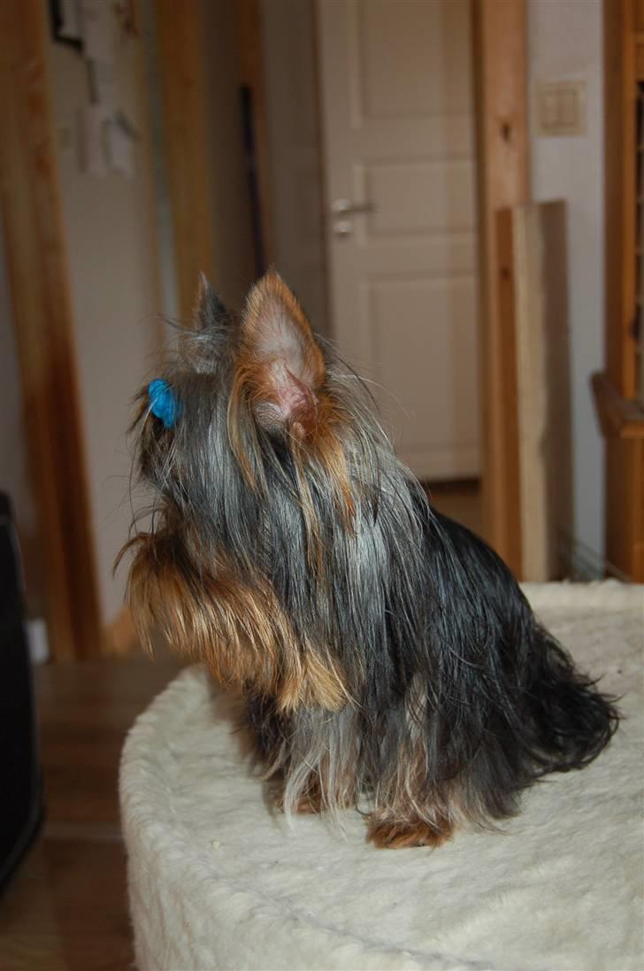 Yorkshire terrier Totte - Totte som 9 mdr gammel billede 11