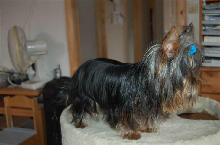 Yorkshire terrier Totte - Totte som 9 mdr gammel billede 12