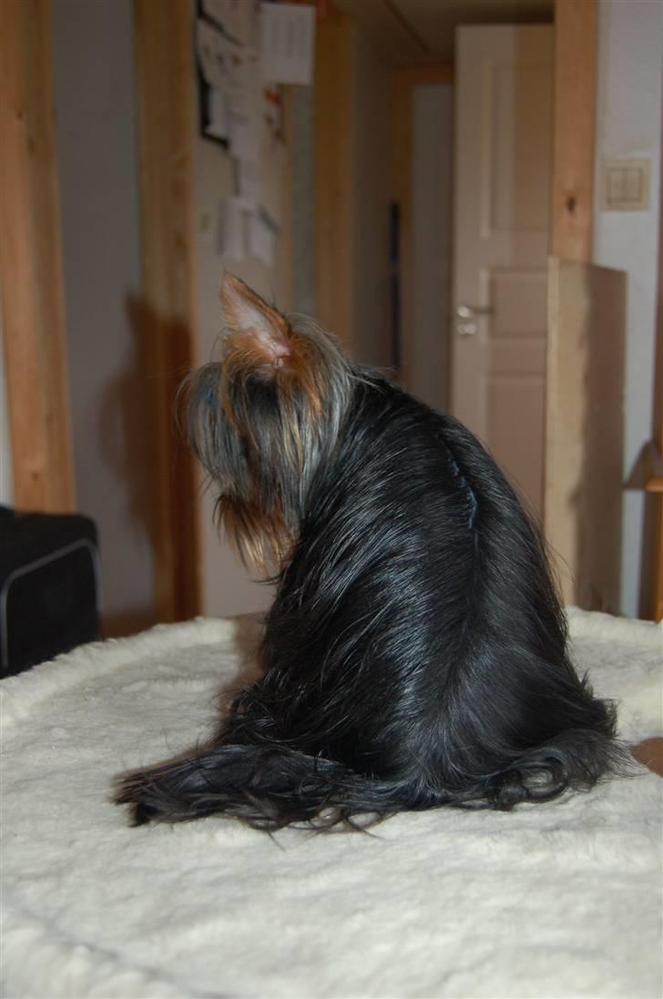 Yorkshire terrier Totte - Totte som 9 mdr gammel billede 13