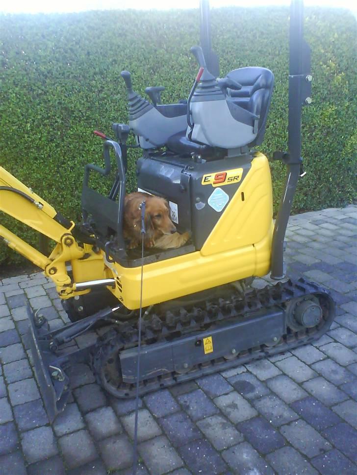 Gravhund Dino - dino hjælper altid far med at grave på gravmaskinen :b  billede 3