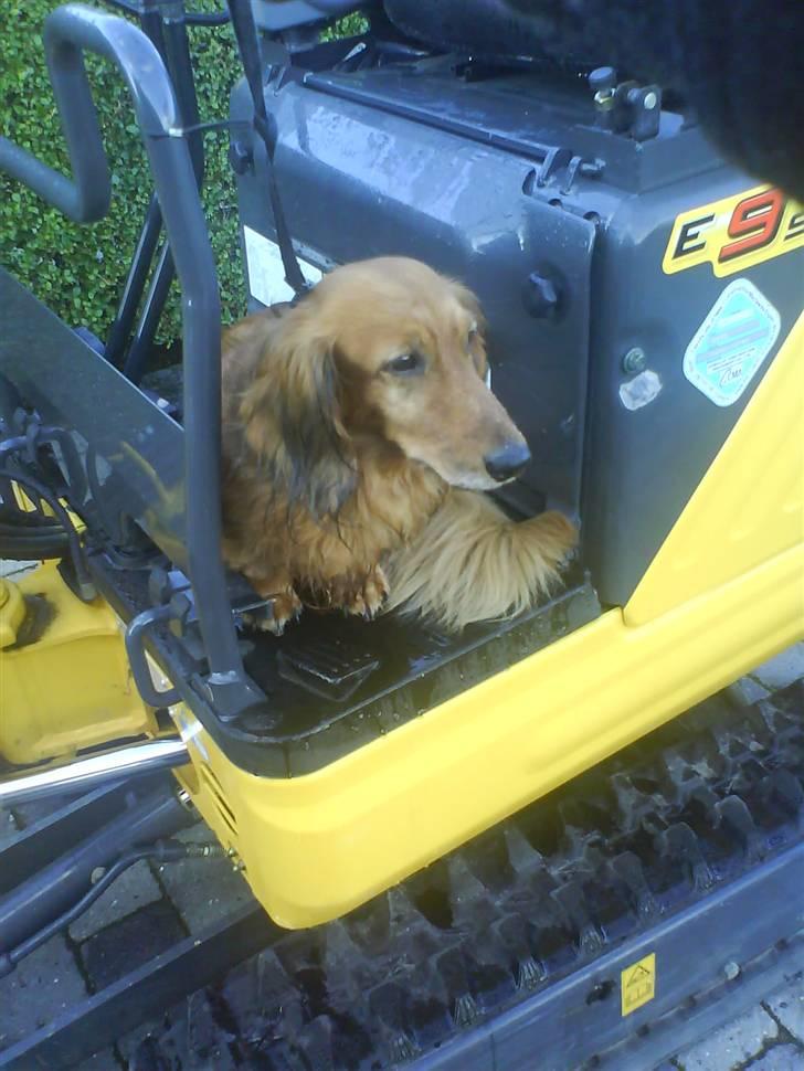 Gravhund Dino - lille hund:D billede 4