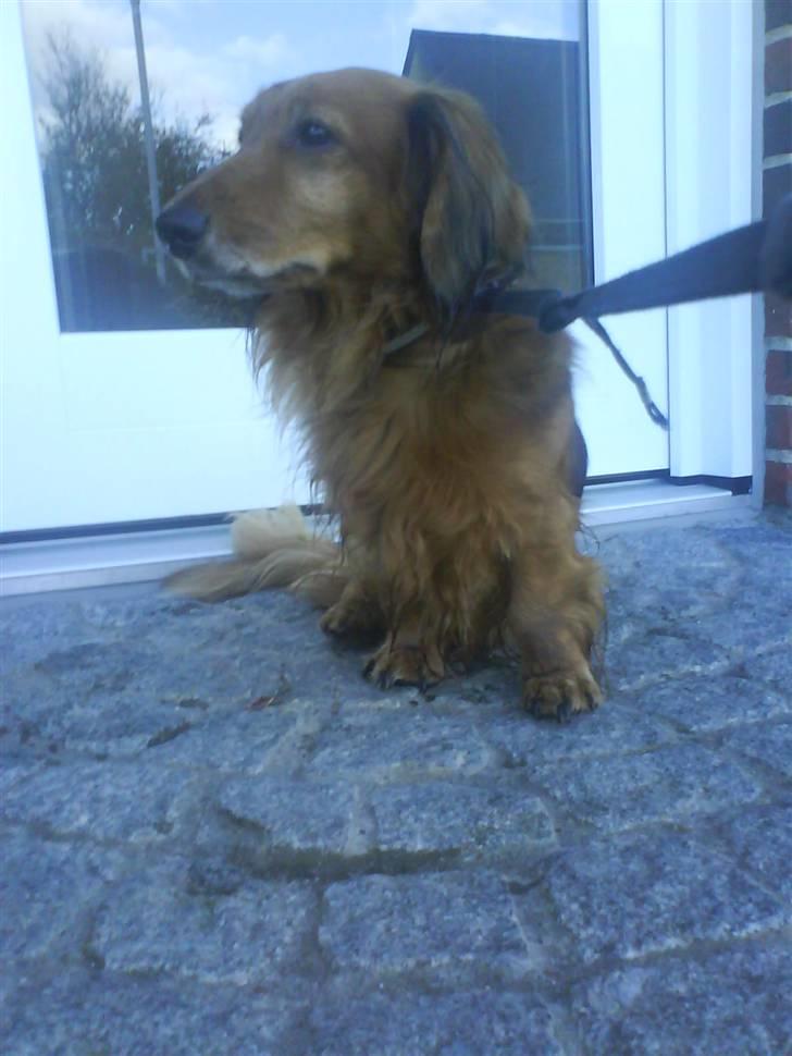 Gravhund Dino - på trappen.  billede 5