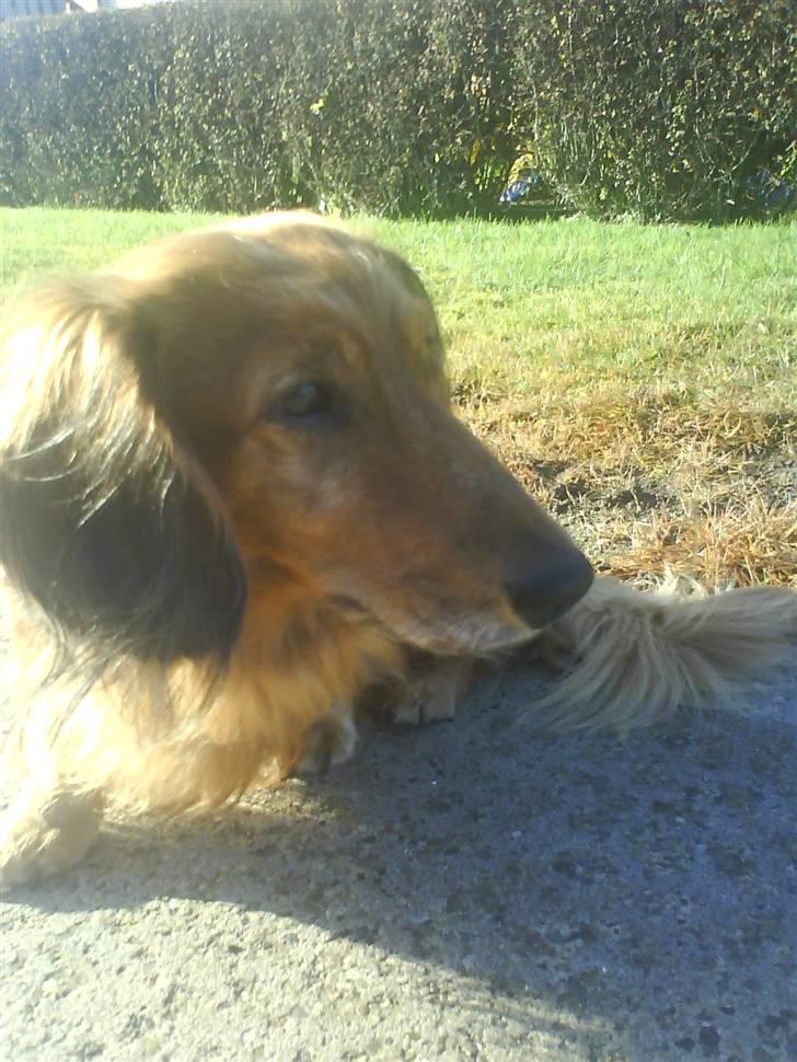 Gravhund Dino billede 6