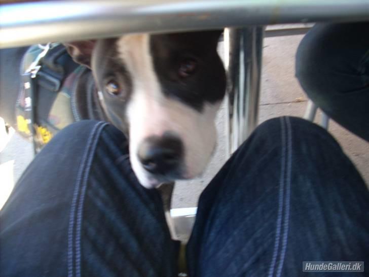 Amerikansk staffordshire terrier Teaka ** R I P ** billede 15