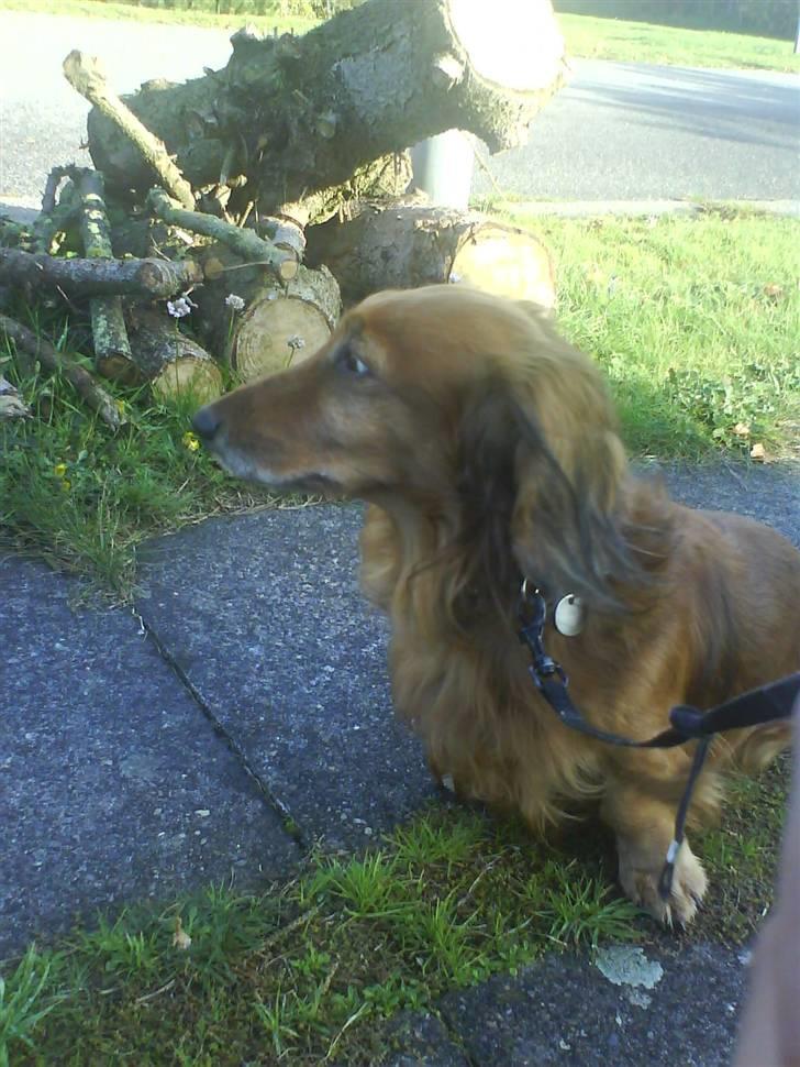 Gravhund Dino - (:  billede 7