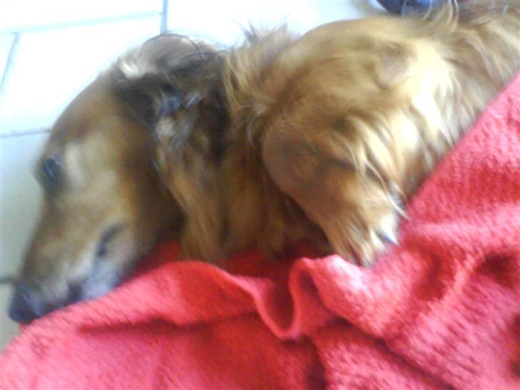 Gravhund Dino - putte putte:D!  billede 9