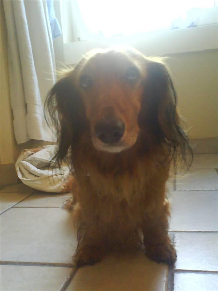 Gravhund Dino - hej:)  billede 10