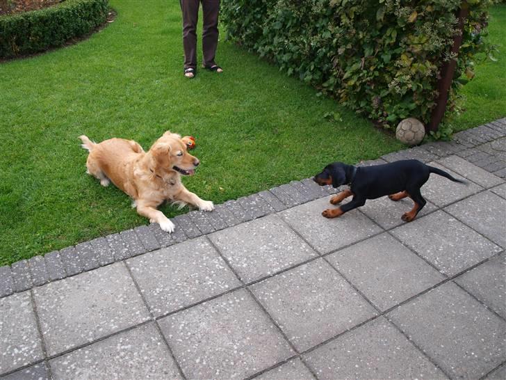 Dobermann Armageddonstars Elmander (R.I.P.) - Hvis jeg gør forsvinder du så?? billede 8